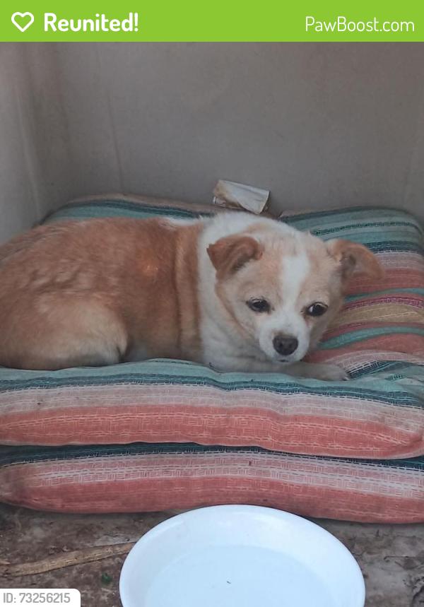 Reunited Male Dog last seen Concord St and Wright St, Richland, WA 99352