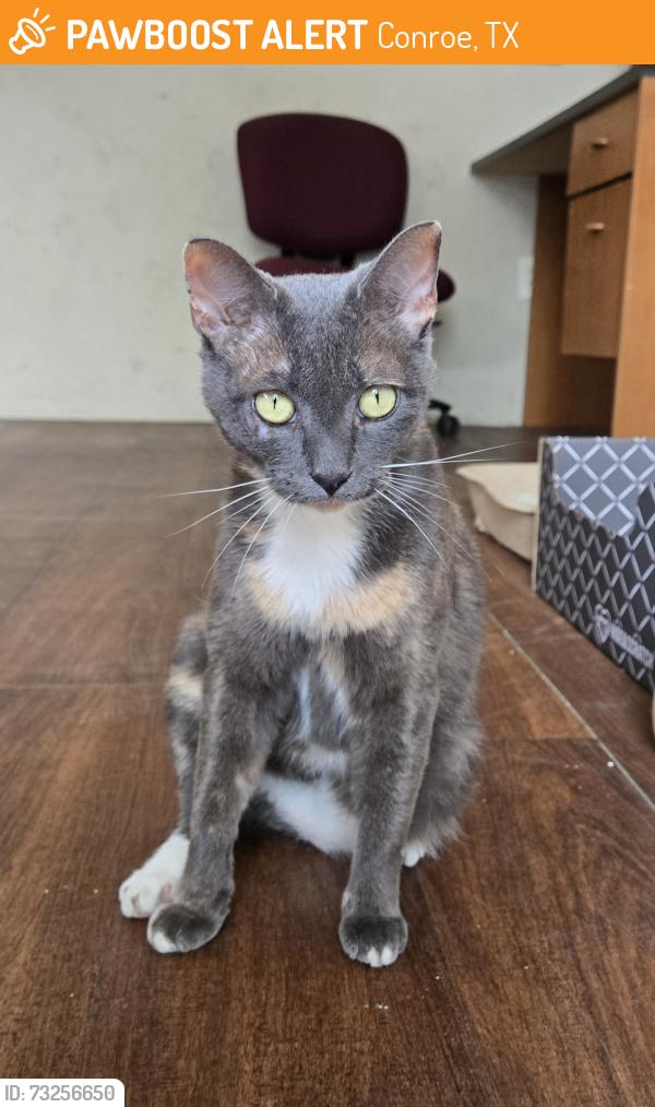 Found/Stray Female Cat last seen Big Oaks Dr & Hwy 242, Conroe, TX 77385