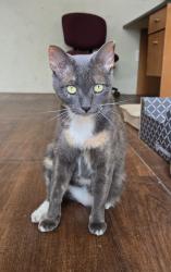 Found/Stray Female Cat last seen Big Oaks Dr & Hwy 242, Conroe, TX 77385