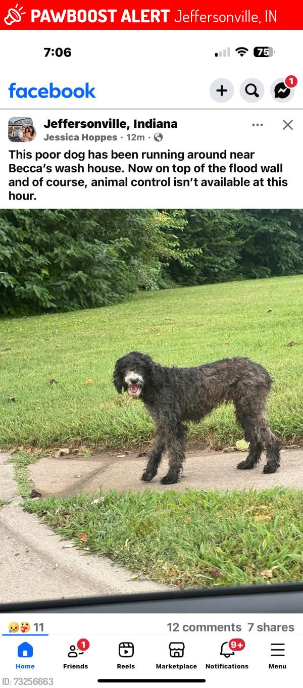 Lost Female Dog last seen Someone reported that I had her. I do not. I have never found her., Jeffersonville, IN 47130