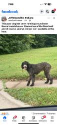 Lost Female Dog last seen Someone reported that I had her. I do not. I have never found her., Jeffersonville, IN 47130