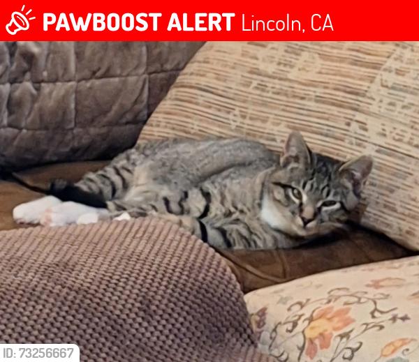 Lost Male Cat last seen 6th & Q streets, Lincoln CA, Lincoln, CA 95648