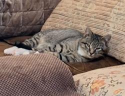Lost Male Cat last seen 6th & Q streets, Lincoln CA, Lincoln, CA 95648