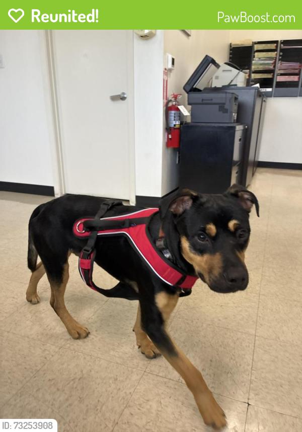 Reunited Male Dog last seen Auburn Blvd., Sacramento, CA 95821