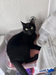Reunited Female Cat last seen Ellsworth, San Mateo, CA 94401