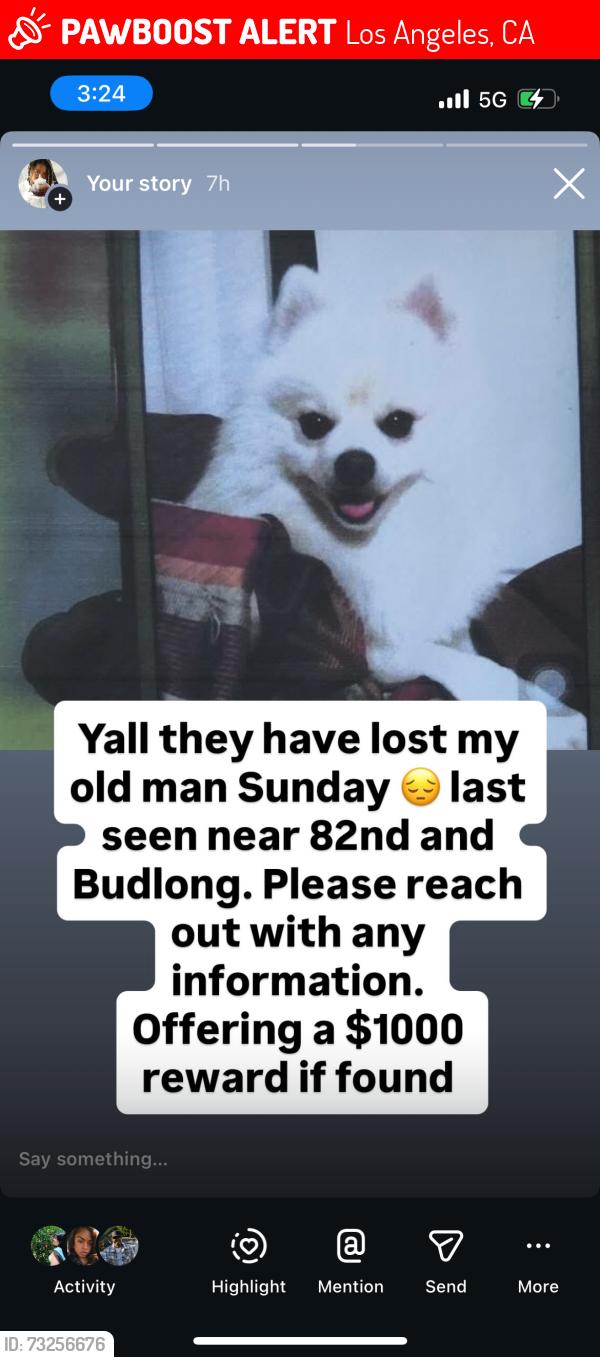 Lost Male Dog last seen Budlong and 82nd, Los Angeles, CA 90044