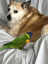 Lost Female Dog last seen Sheffield and Edmund st’s, Philadelphia, PA 19136