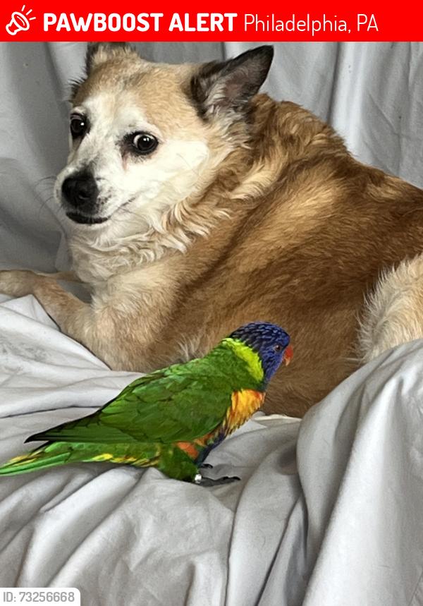 Lost Female Dog last seen Sheffield and Edmund st’s, Philadelphia, PA 19136
