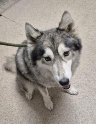 Shelter Stray Female Dog last seen Near BLOCK SHOW RING LN, BAKERSFIELD CA 93312, 3951 Fruitvale Ave, Bakersfield, CA 93308, USA