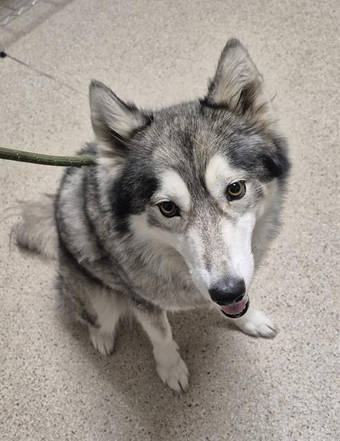 Shelter Stray Female Dog last seen Near BLOCK SHOW RING LN, BAKERSFIELD CA 93312, 3951 Fruitvale Ave, Bakersfield, CA 93308, USA