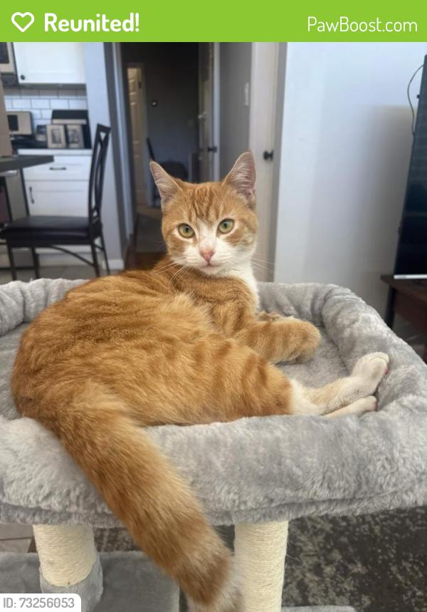 Reunited Female Cat last seen University Avenue, La Mesa, CA 91942