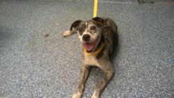 Shelter Stray Male Dog last seen CHARLOTTE, 8315 Byrum Dr, Charlotte, NC 28217, USA
