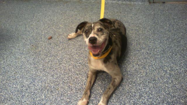 Shelter Stray Male Dog last seen CHARLOTTE, 8315 Byrum Dr, Charlotte, NC 28217, USA