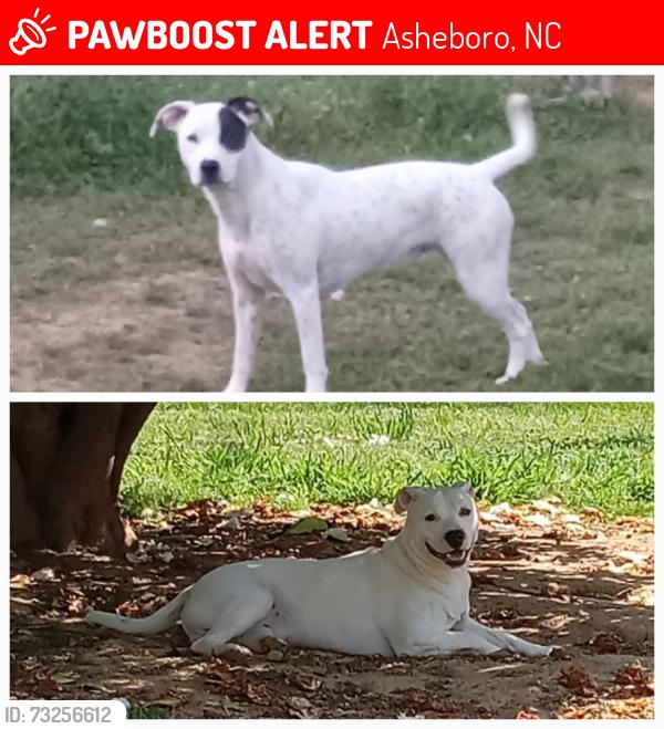 Lost Female Dog last seen Linda lane and mountain view rd, Asheboro, NC 27205