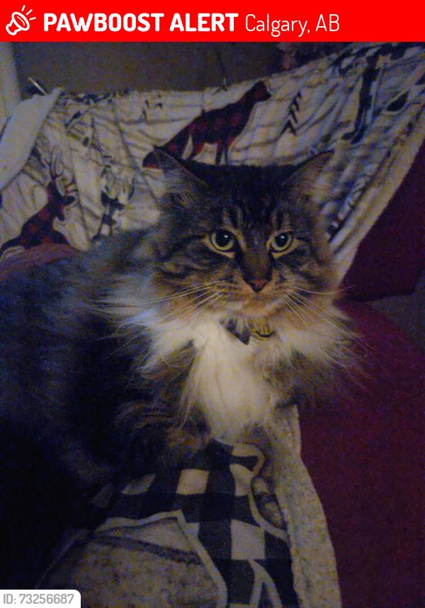 Lost Male Cat last seen Near the storm pond in Tuscany, Calgary, AB 