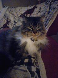 Lost Male Cat last seen Near the storm pond in Tuscany, Calgary, AB 