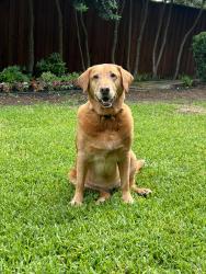 Reunited Female Dog last seen Hallmark between Strait Lane and Welch Road, Dallas, TX 75229