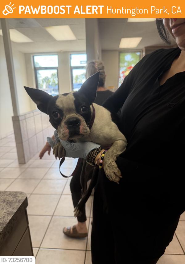 Found/Stray Female Dog last seen Salt Lake railroad tracks, Huntington Park, CA 90255