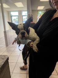 Found/Stray Female Dog last seen Salt Lake railroad tracks, Huntington Park, CA 90255