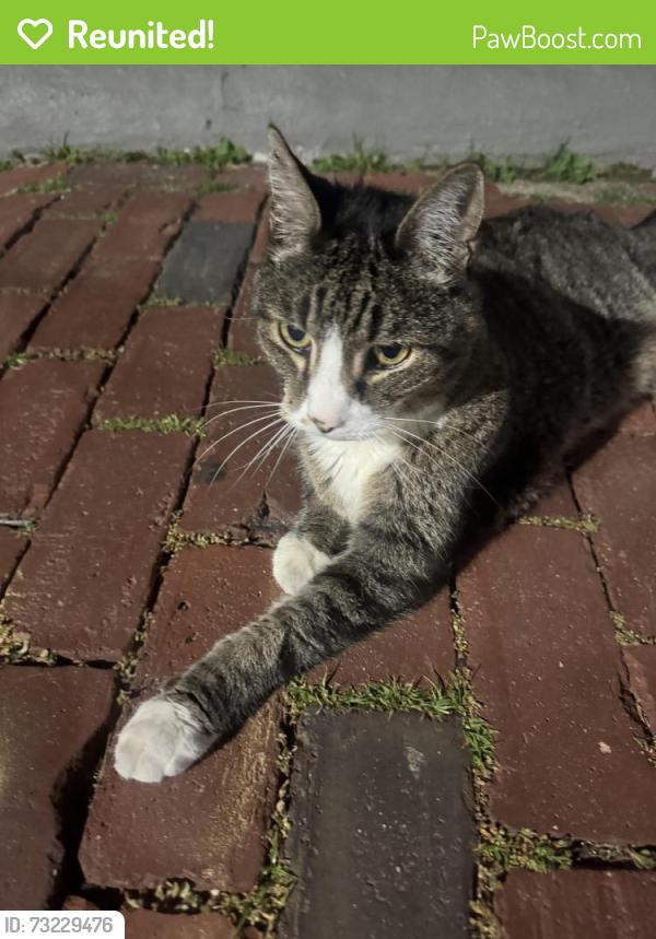 Reunited Unknown Cat last seen Sacramento Street & Mass Ave, Cambridge, MA 02138