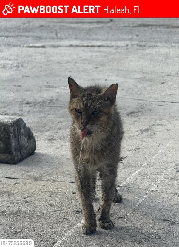 Lost Male Cat last seen w 28th st hialeah by the apmts, Hialeah, FL 33010