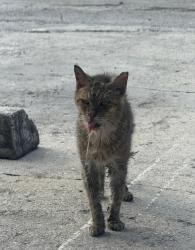 Lost Male Cat last seen w 28th st hialeah by the apmts, Hialeah, FL 33010