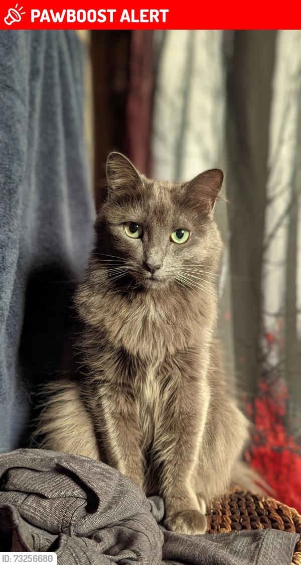 Lost Female Cat last seen Martinique St, West Sacramento, CA 95691