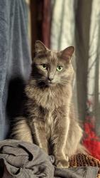 Lost Female Cat last seen Martinique St, West Sacramento, CA 95691