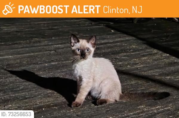 Found/Stray Unknown Cat last seen Grayrock Road Clinton and Highview Drive, Clinton, NJ 08809