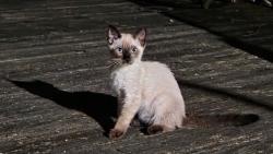 Found/Stray Unknown Cat last seen Grayrock Road Clinton and Highview Drive, Clinton, NJ 08809