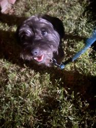Reunited Male Dog last seen Sligo Creek, Kemp Mill, MD 20902