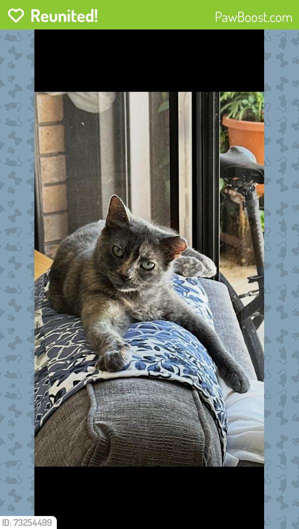 Reunited Female Cat last seen Near Florida Blvd, Palm Beach Gardens, FL 33410, USA, Palm Beach Gardens, FL 33410