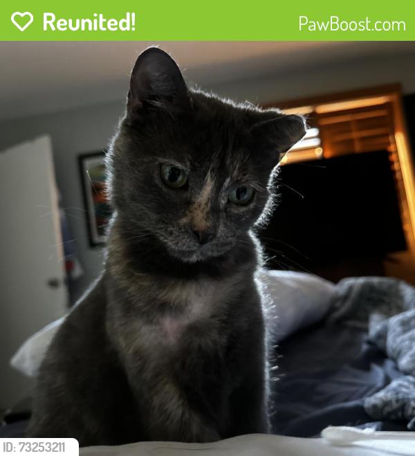 Reunited Female Cat last seen Near Florida Blvd, Palm Beach Gardens, FL 33410, USA, Palm Beach Gardens, FL 33410