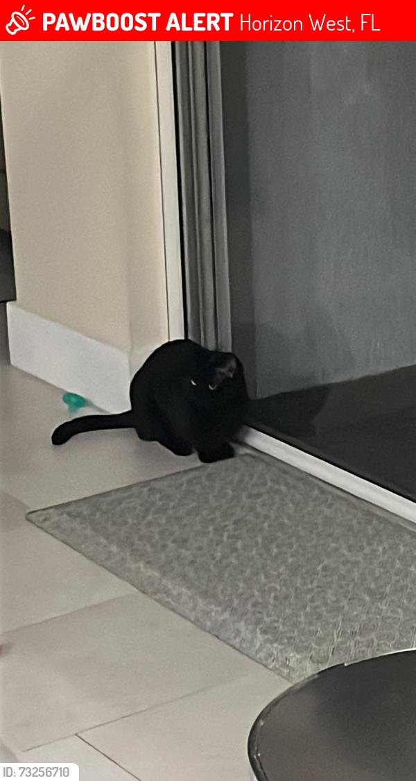 Lost Male Cat last seen Bluebird Pond, Horizon West, FL 34786