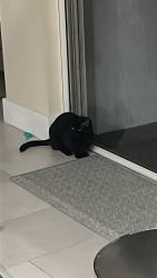 Lost Male Cat last seen Bluebird Pond, Horizon West, FL 34786
