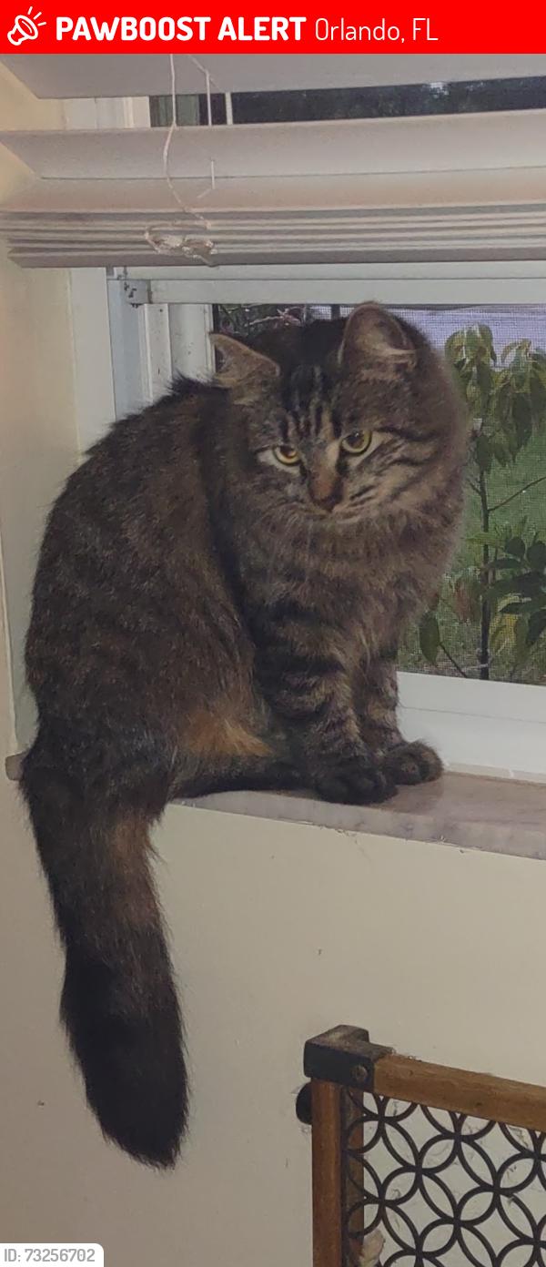 Lost Female Cat last seen Acoma Drive & Chickasaw trail 32829, Orlando, FL 32829