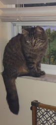 Lost Female Cat last seen Acoma Drive & Chickasaw trail 32829, Orlando, FL 32829