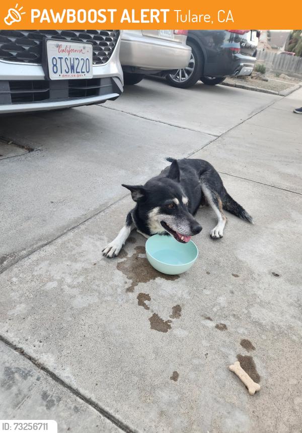 Found/Stray Female Dog last seen Between Prosperity and Pleasant, Tulare, CA 93274