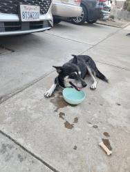 Found/Stray Female Dog last seen Between Prosperity and Pleasant, Tulare, CA 93274