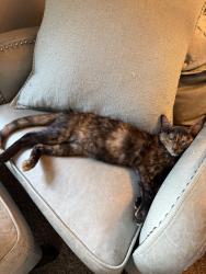 Lost Female Cat last seen Britton and Countyline, Oklahoma City, OK 73132