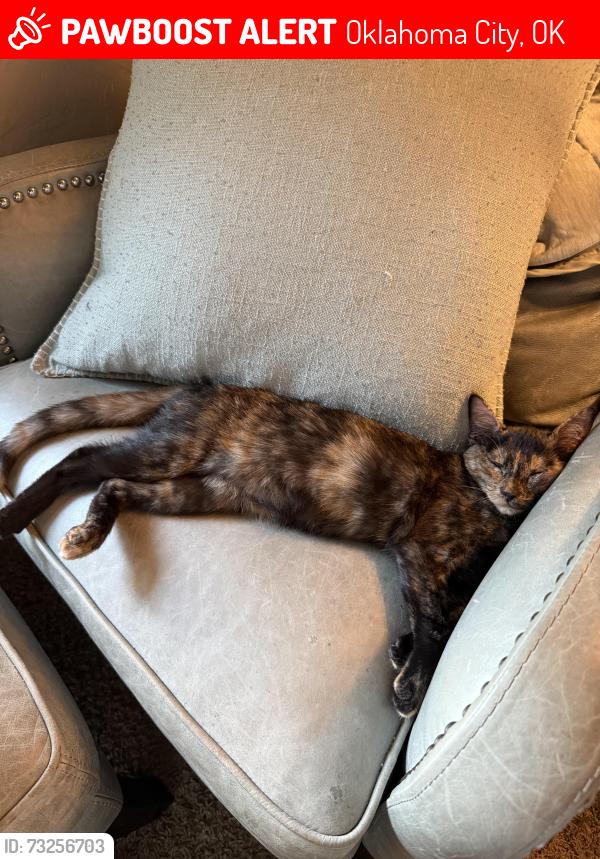 Lost Female Cat last seen Britton and Countyline, Oklahoma City, OK 73132