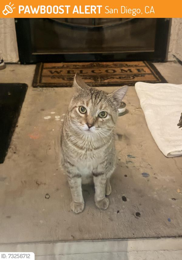 Found/Stray Unknown Cat last seen hses, San Diego, CA 92116