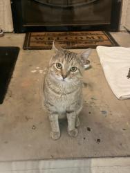 Found/Stray Unknown Cat last seen hses, San Diego, CA 92116