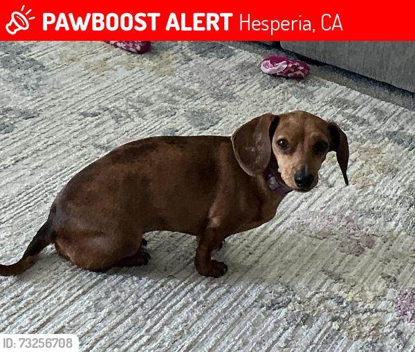 Lost Female Dog last seen Cheyenne st/11th/9th, Hesperia, CA 92345