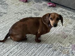 Lost Female Dog last seen Cheyenne st/11th/9th, Hesperia, CA 92345