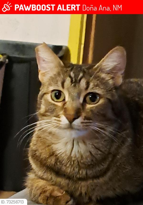 Lost Female Cat last seen Isacc Garcia, Doña Ana, NM 88032
