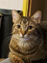 Lost Female Cat last seen Isacc Garcia, Doña Ana, NM 88032