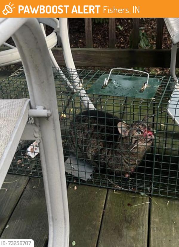 Found/Stray Unknown Cat last seen 113th & Olio Rd, Fishers, IN 46040