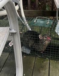 Found/Stray Unknown Cat last seen 113th & Olio Rd, Fishers, IN 46040