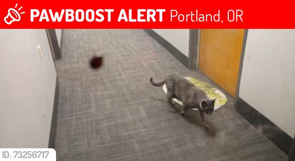 Lost Male Cat last seen 19th & FLANDERS, Portland, OR 97209